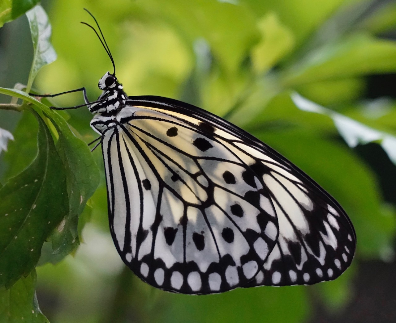 Nature In Class A By Debbie Kazes For NATURES BEAUTY SEP-2022.jpg